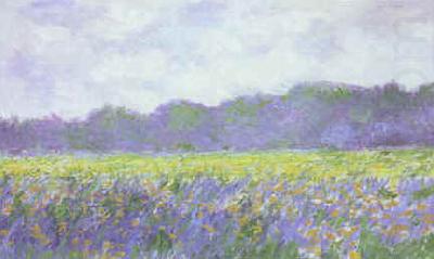 Claude Monet Field of Yellow Iris at Giverny china oil painting image